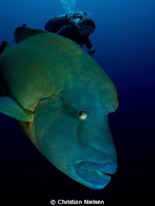 Close-up of our Male Napoleon friend on Little Brother.
... by Christian Nielsen 